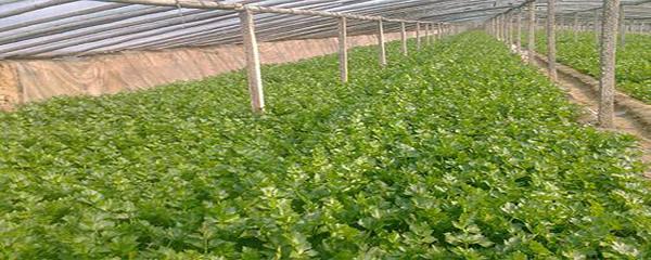 芹菜种植时间和技术 小香芹种植方法和时间