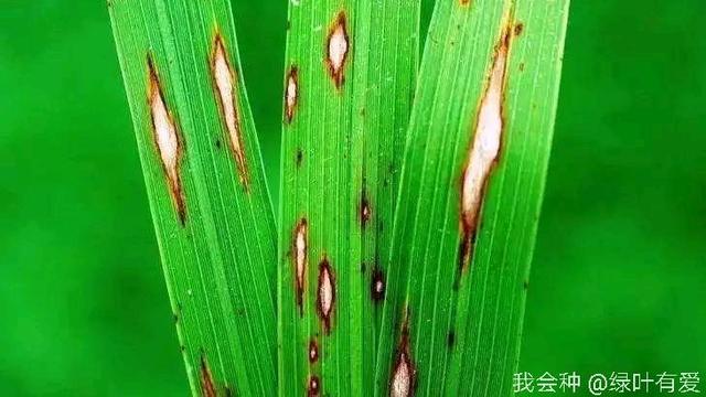 水稻患上纹枯病减产50%？农户告诉你：做到这5点轻松防治1