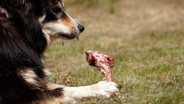 狗狗吃骨頭能消化嗎(骨頭能在狗狗肚子裡消化嗎)-艾拉養犬