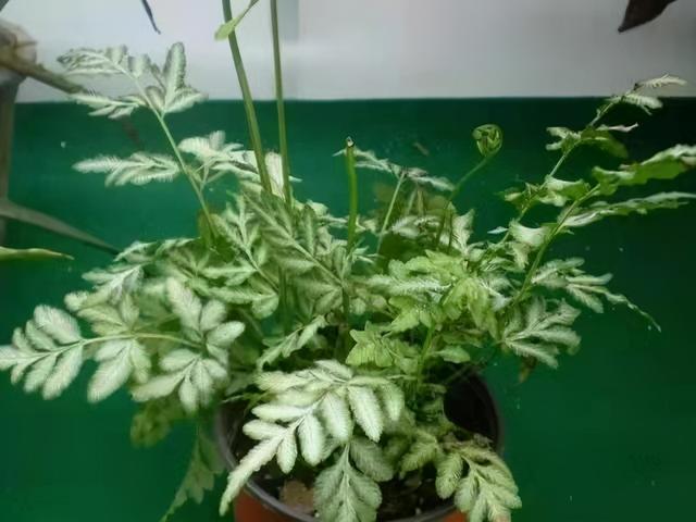 凤尾蕨 凤尾蕨（凤尾蕨的功效与作用） 生活