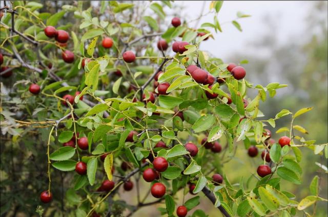 维C水果，前十名，看完记得收藏
