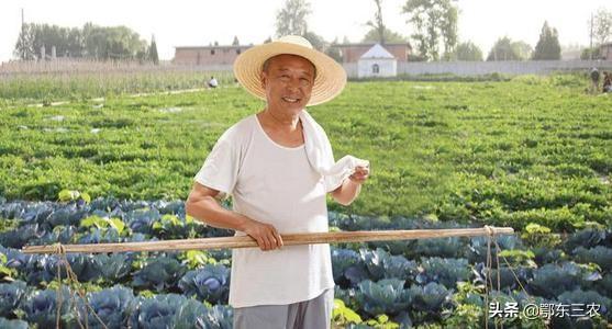 白菜刚出幼苗后，怎样防治蚂蚁和害虫？2