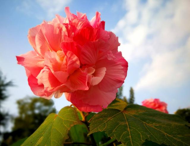 芙蓉花有几种