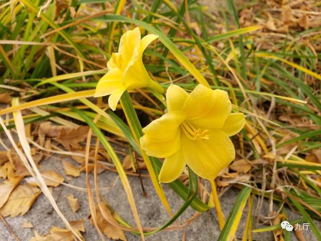 白百合花代表什么