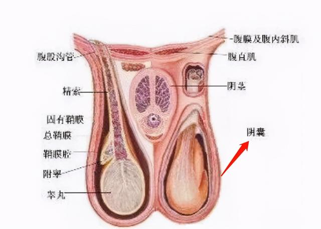 男朋友"阴囊潮湿",到底有多危险_健康症状网