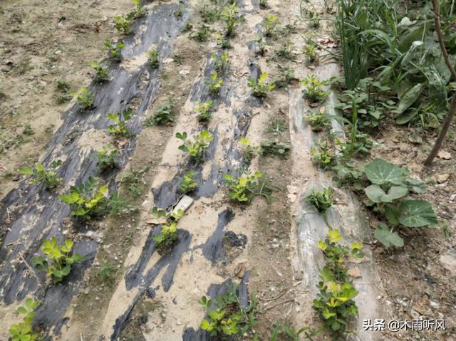 种植花生，把握施肥这一关，花生优质又高产