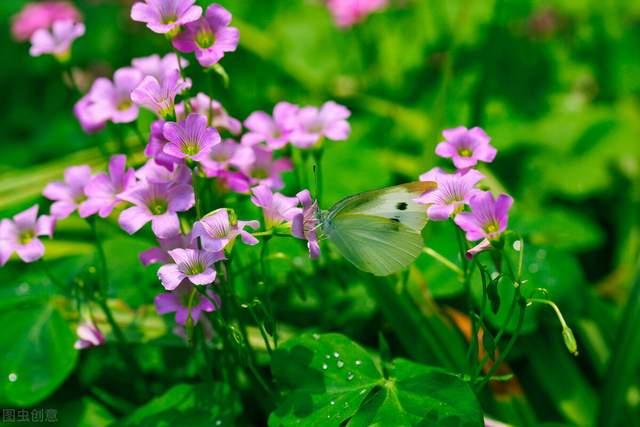 白菊花代表什么意思