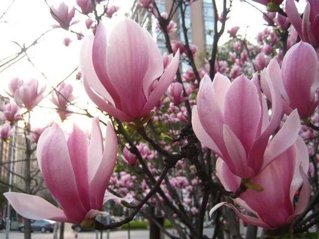 春天有什么花