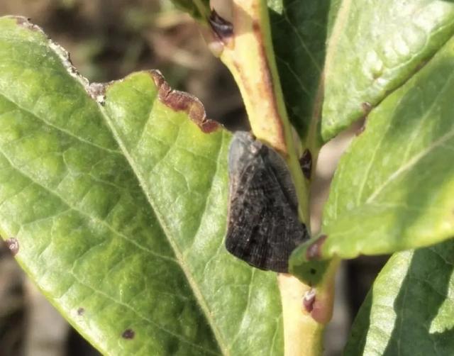 蓝莓种植常见虫害新梳理，田间实拍图片，防治方案供参考8