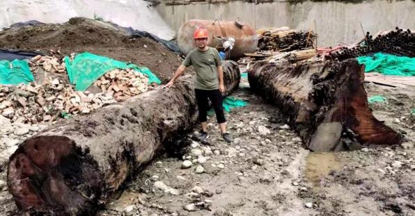 天价乌木惊现四川绵阳 埋在地底3000年 怎样能快速找到乌木 太阳信息网
