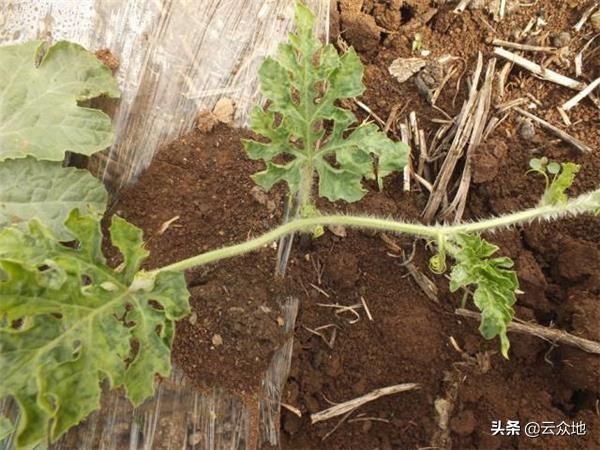 防不住的西瓜蚜虫怎样防治？其实防好不难，用药防治有讲究3