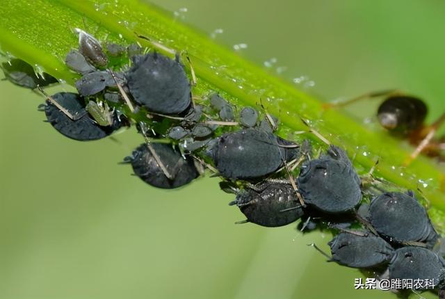 防治抗性蚜虫、飞虱、蓟马等专用配方，15秒见效，持效期20天3