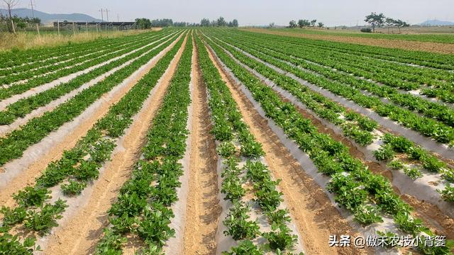 花生开花下针期如何管理才能更高产？抓好这4点