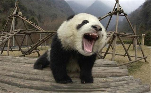 大熊猫资料（大熊猫资料视频）