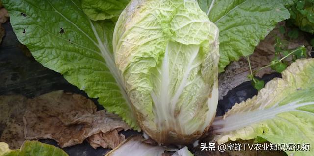 真菌性、细菌性、病毒病病害有何区别？三分钟了解6