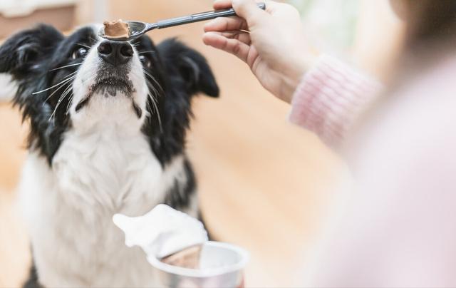 边境牧羊犬智商