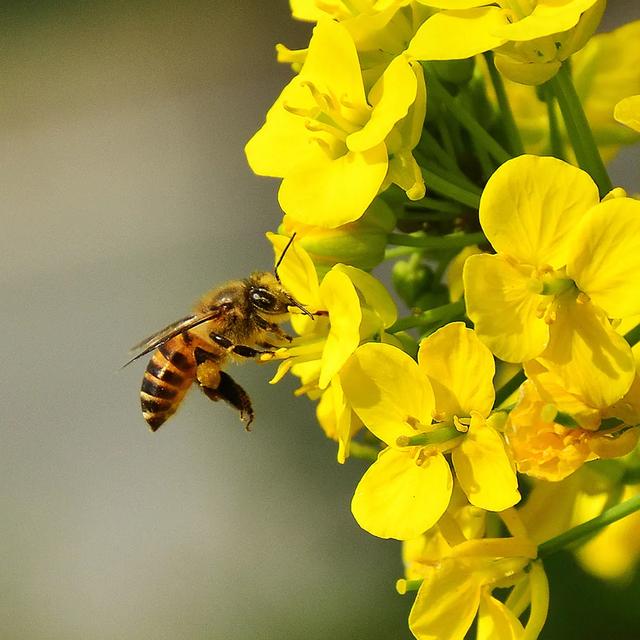 芥花油是什么油