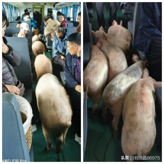 小型冰糖破碎机
