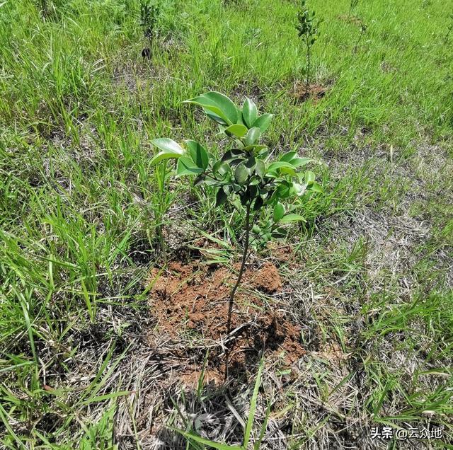 油茶栽培技术要点（如何提高油茶栽植成活率）