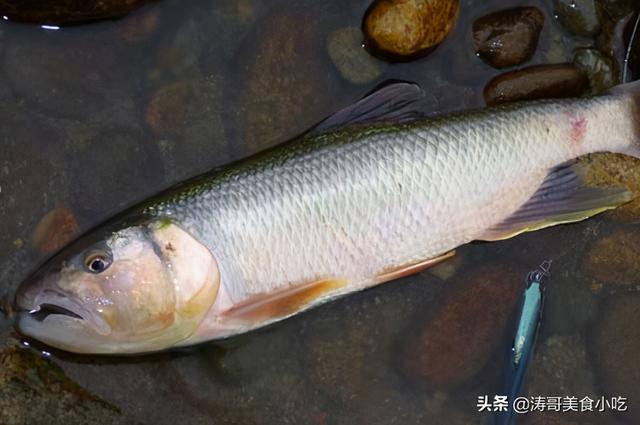 农村河里常见的十种鱼