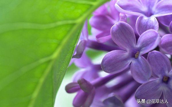 丁香花是什么颜色