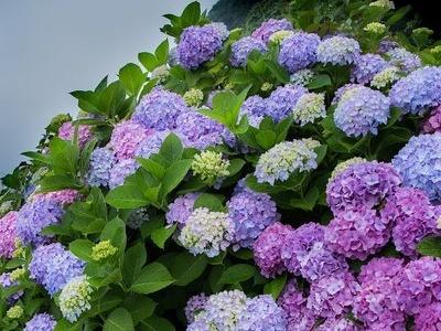 八仙花