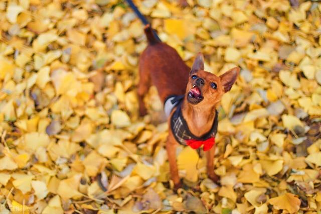 鹿犬