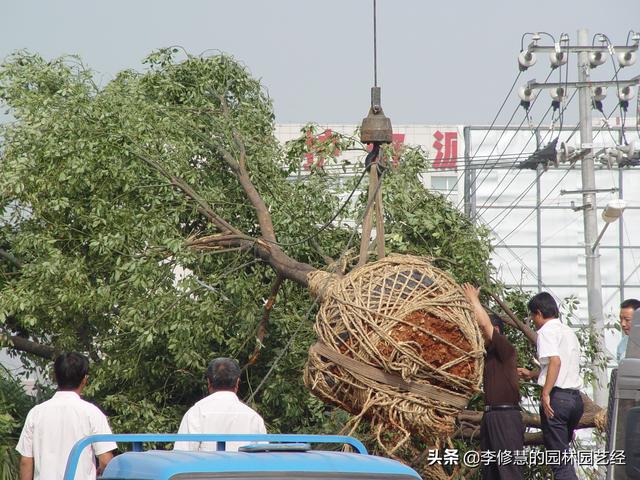 香樟树种植