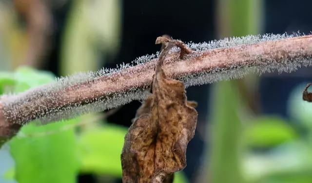 注意啦！马铃薯最全病害附图（下）16