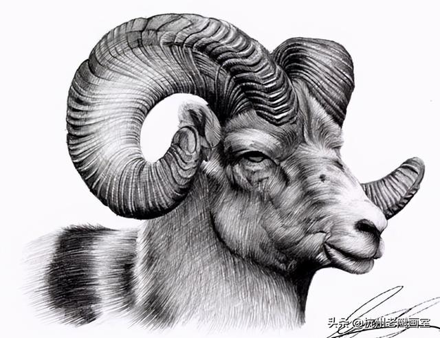 素描狗狗的画怎么画(老虎素描100幅画)-艾拉养犬