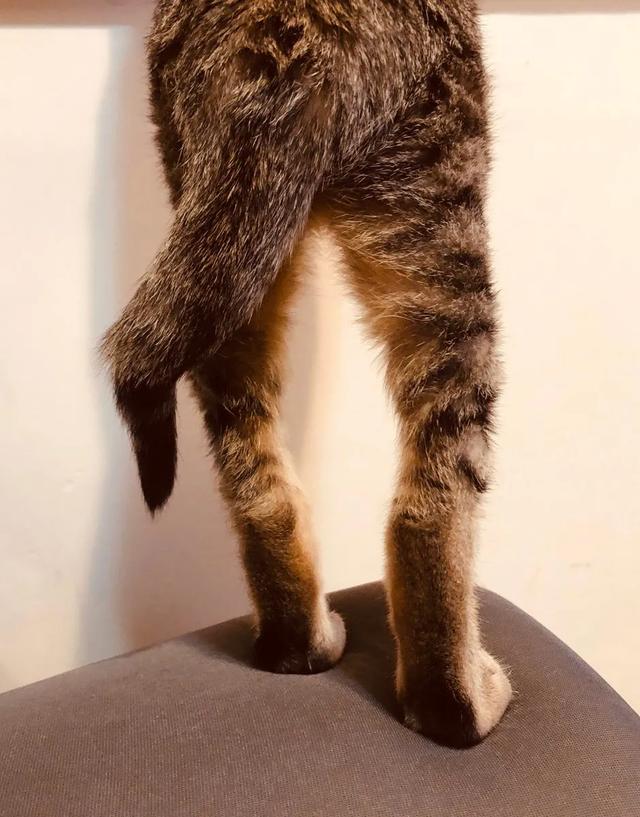 麒麟猫
