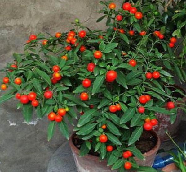 想要收获4,给珊瑚樱适当的水分茂盛的枝叶离不开相当