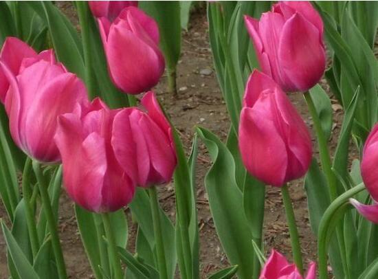 郁金香花期 郁金香花期（郁金香花期多长） 生活