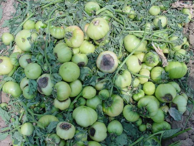 今年西红柿出现很多烂果现象,以下三种个方法可以防止,记得收藏-农资