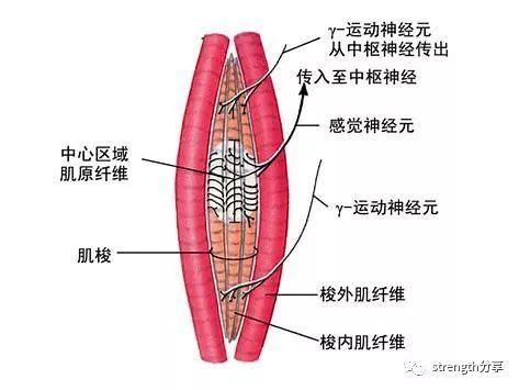 肌腱的意思