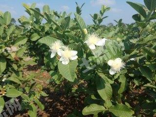 番石榴种植如何修剪和防治病虫害│番石榴种植技术3