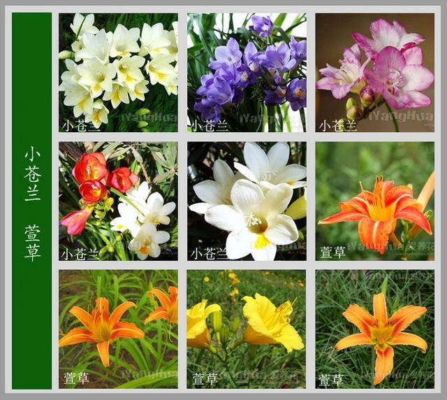 鲜花图片大全及花名,花卉图片大全及花名(第2页)_大山谷图库