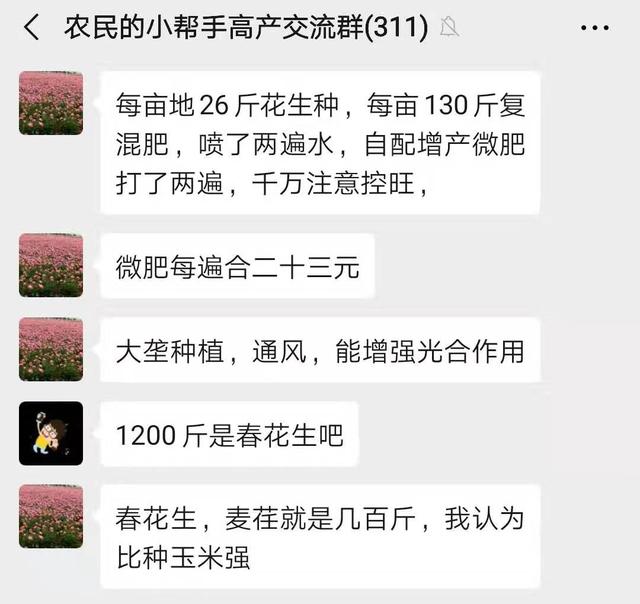 花生亩产千斤难不难？为何有人亩产1206斤，有人亩产不到500斤？2