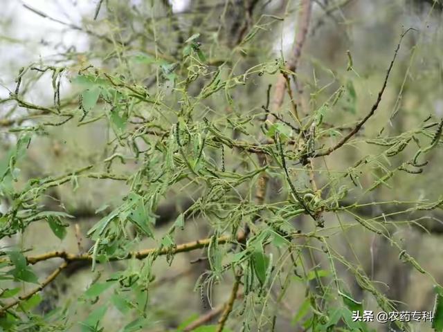 尺蠖真是“害虫吃货”，食量大到树叶光，用这两种药防治效果好3