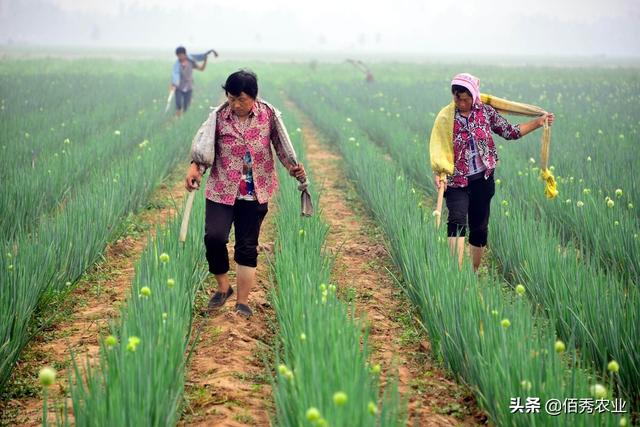 受大葱涨价影响，农民种植积极性高涨，预防烂根和施肥技术成门槛4