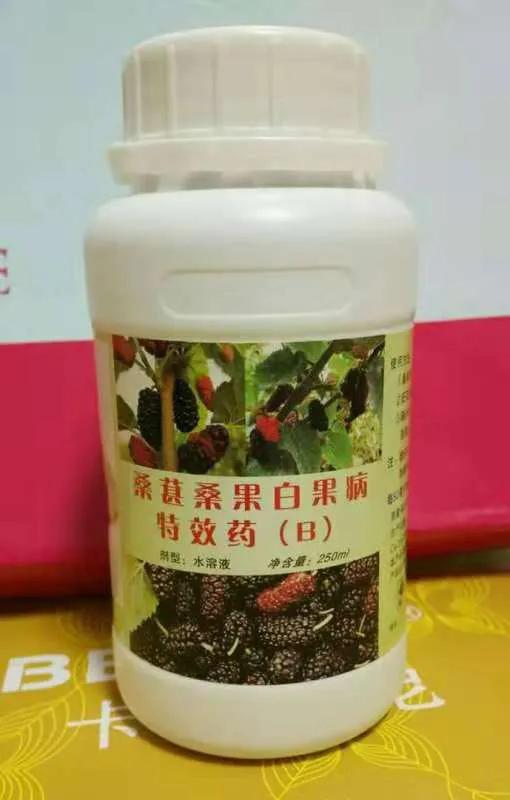 桑葚白果病特效药3