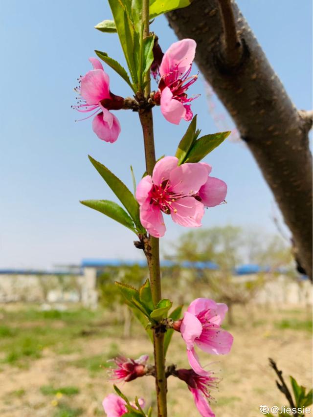 植物图片