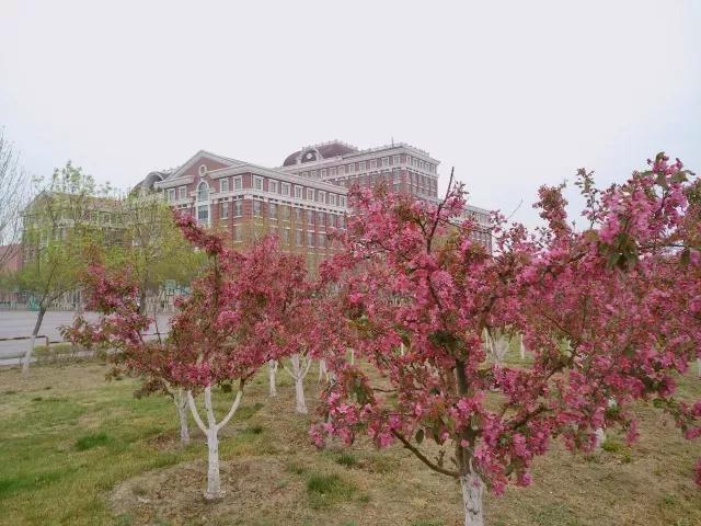 天津外国语大学滨海外事学院