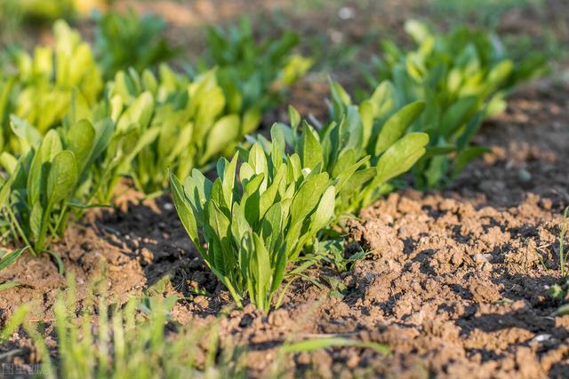 入伏后能种哪些蔬菜？除了初伏萝卜，五种菜园时令蔬菜可放心种5