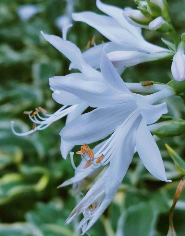 玉簪花 玉簪花  玉簪花的养殖方法和注意事项 生活