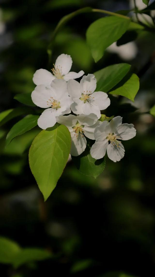 鸽子树