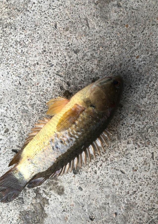罗非鱼怎么有些鱼鳞黑点