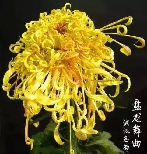 菊花的颜色