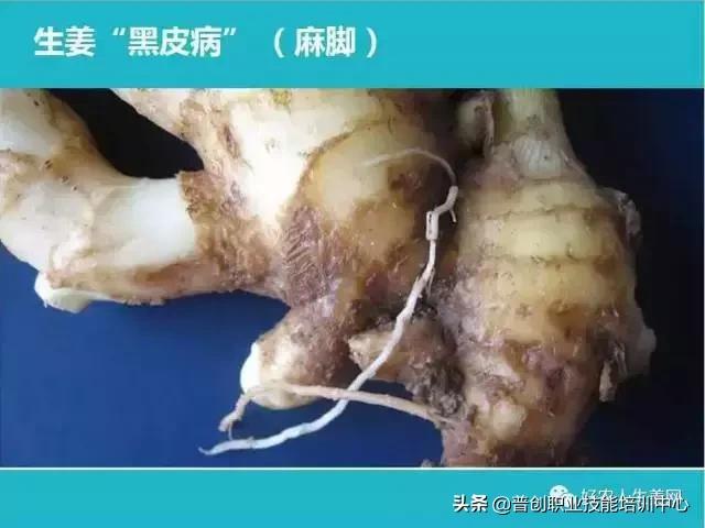 「生姜植保」生姜病虫害图谱以及防止办法（姜农必看！）10