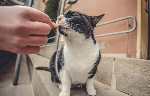 收养流浪猫